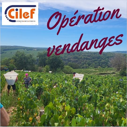 Opération vendanges 2024